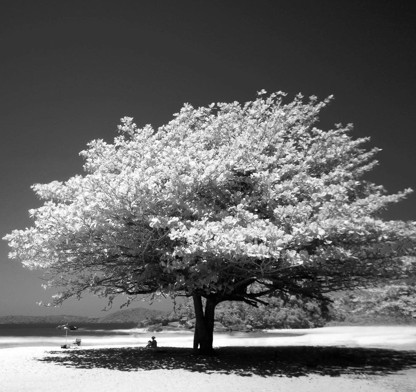 Árbol