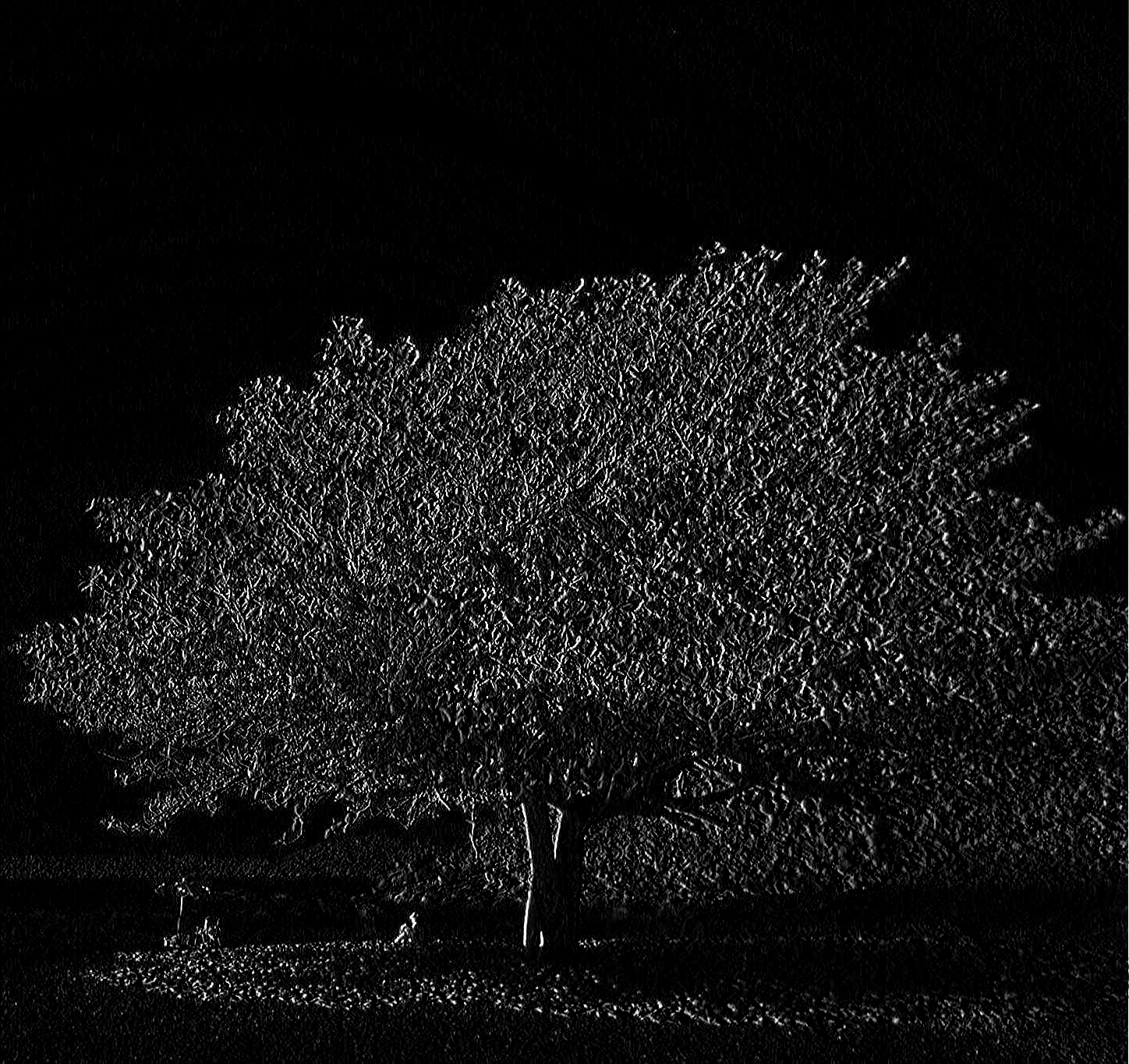 Árbol con filtro Sobel horizontal